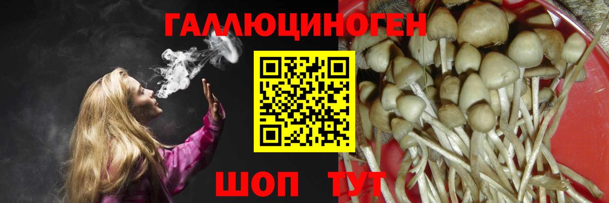 Галлюциногенные грибы Psilocybe Черкесск